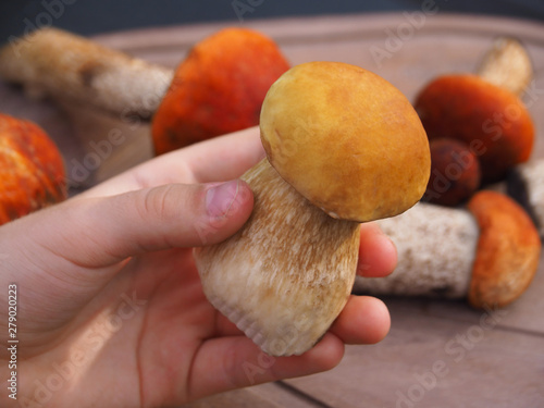 The child's hand holding a forest white mushroom on the background of red boletus close-up. Clean and beautiful white mushroom.