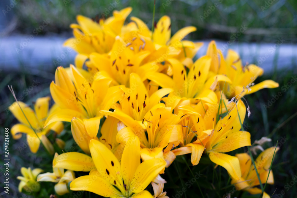 Lilys Lilys