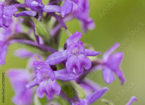 Gymnadenia conopsea marsh fragrant orchid wild in mountain meadows with intense purple color