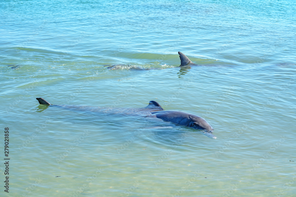 Naklejka premium dolphins at monkey mia, sharkes bay, western australia 17