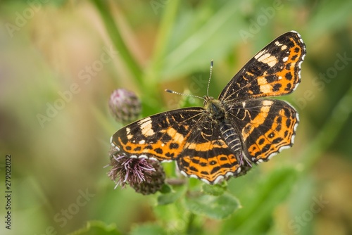 Beautiful orange and black map butterfly, spring and summer form, sitting on purple thistle with open wings. Sunny summer day. Blurry green background. © Lioneska