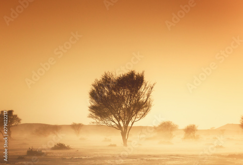 Fototapeta Naklejka Na Ścianę i Meble -  tree in desert
