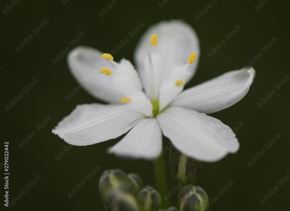 Φωτογραφία Simethis mattiazzii kerry lily spectacular white flower and cerulean look with w