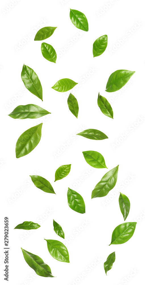 Set of flying fresh green coffee leaves on white background