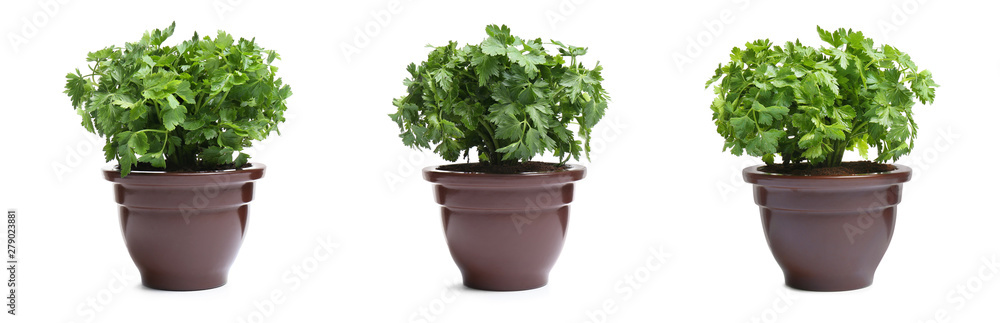 Set of fresh green parsley in pots on white background. Banner design Set of fresh green parsley in pots on white background. Banner design