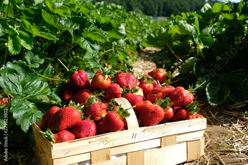 Close up a wooden chip basket full of freshly picked big bright red strawberries in an organic pick-your-own farm. Self-picking delicious juicy and healthy summer fruit.