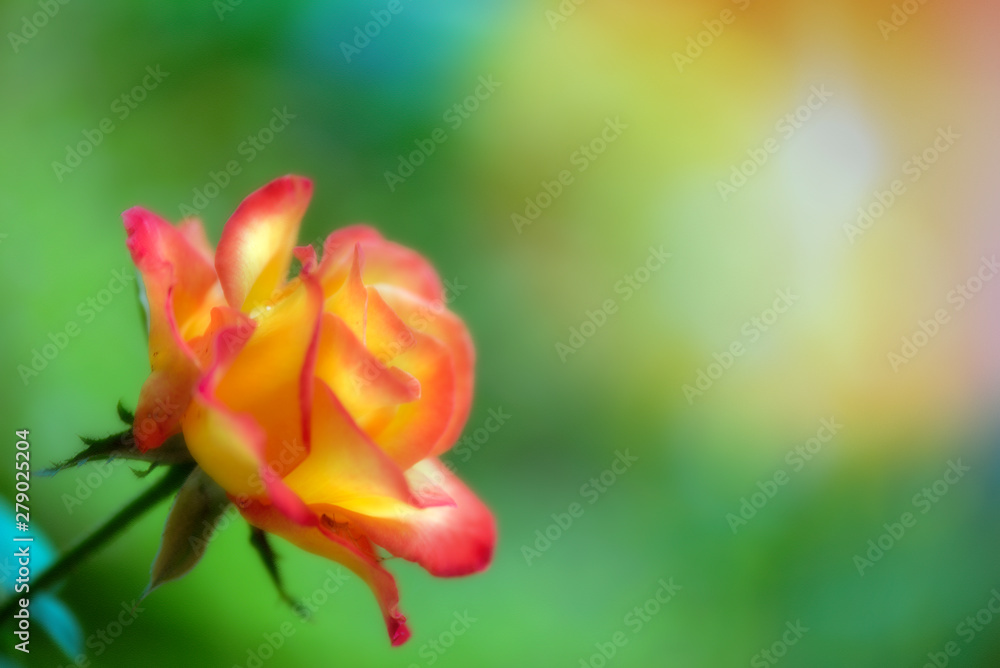 Rose Rose