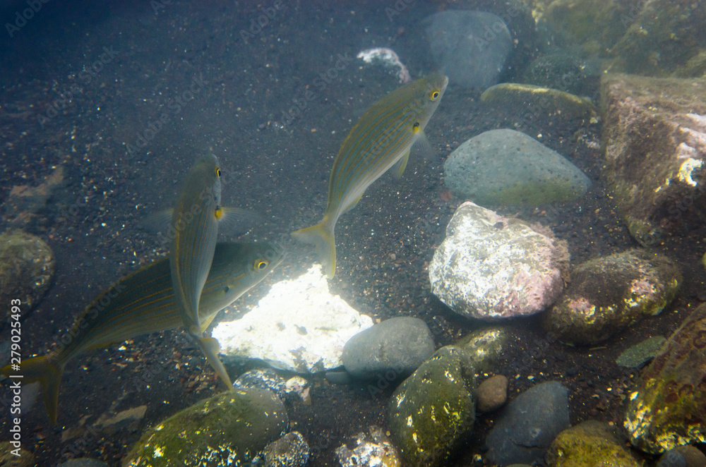 Obraz premium A group of fish salpa at the rocky bottom