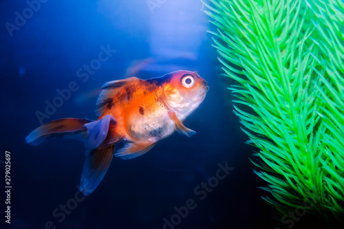 Fototapeta Naklejka Na Ścianę i Meble -  Gold Fish