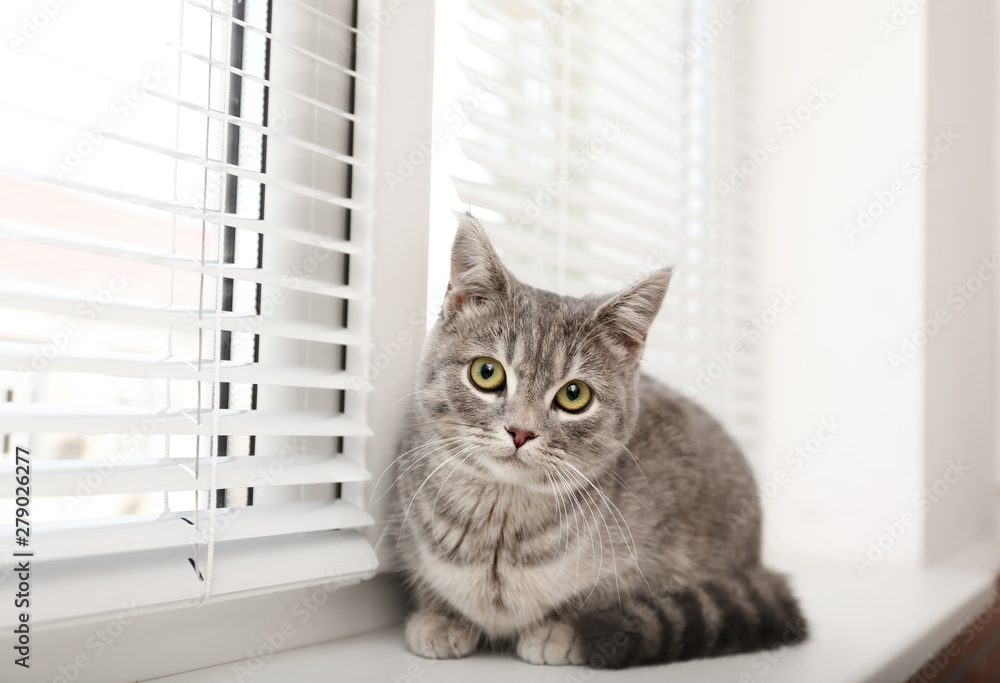 Cute tabby cat near window blinds on sill indoors