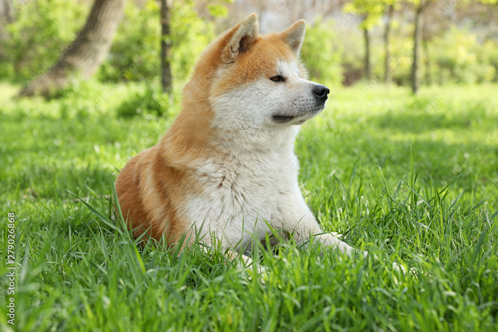 Cute Akita Inu dog on green grass outdoors