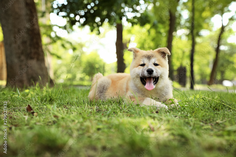 Funny adorable Akita Inu puppy looking into camera in park