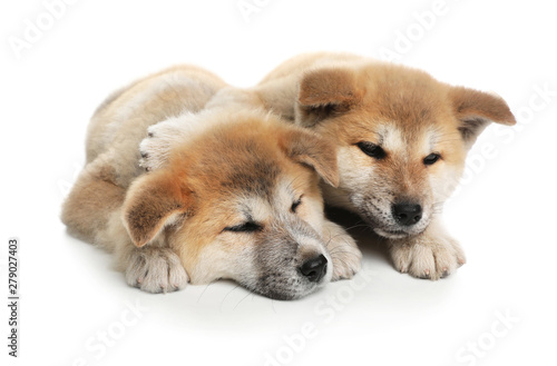 Adorable Akita Inu puppies on white background © New Africa