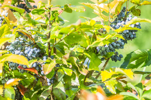 Ripe fruits of Mahonia (Mahonia aquifolium)