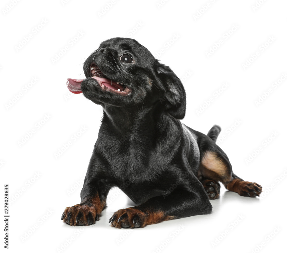 Adorable black Petit Brabancon dog lying on white background