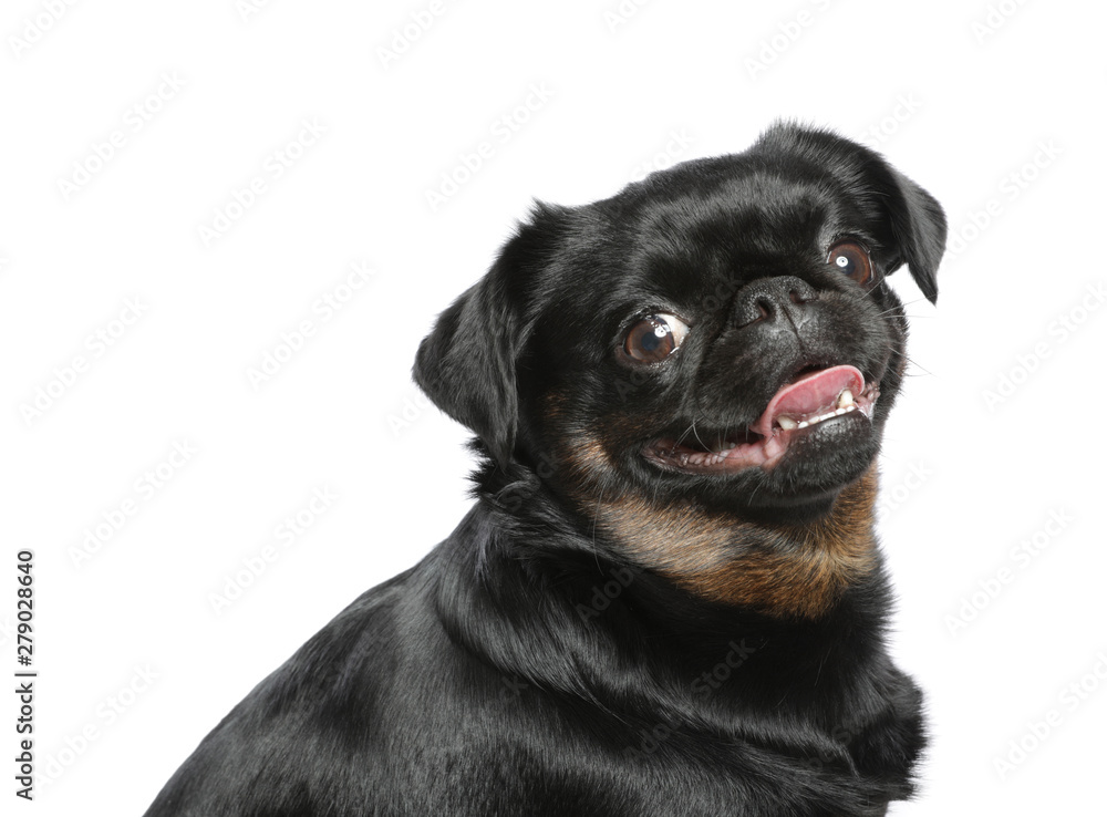 Adorable black Petit Brabancon dog on white background Adorable black Petit Brabancon dog on white background