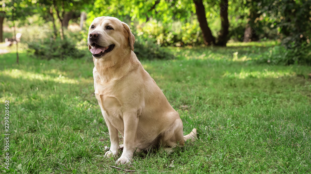 Cute Golden Labrador Retriever on green grass in summer park Cute Golden Labrador Retriever on green grass in summer park