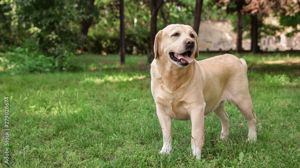 Cute Golden Labrador Retriever in green summer park Cute Golden Labrador Retriever in green summer park