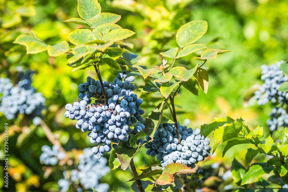 Ripe fruits of Mahonia (Mahonia aquifolium) Ripe fruits of Mahonia (Mahonia aquifolium)