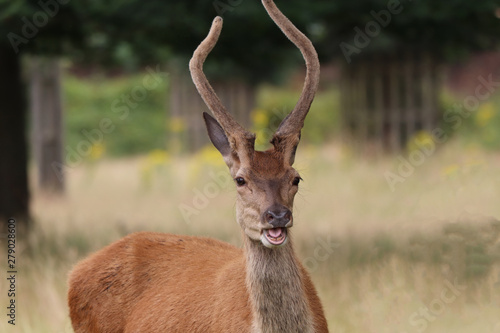 deer with tongue out. Richmond Park