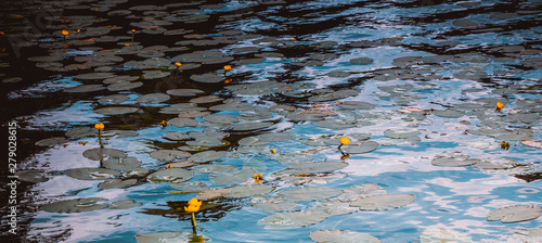 Panel kuchenny z motywem Lilie wodne