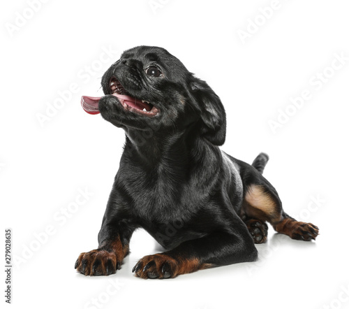 Fototapeta Naklejka Na Ścianę i Meble -  Adorable black Petit Brabancon dog lying on white background