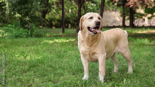 Cute Golden Labrador Retriever in green summer park