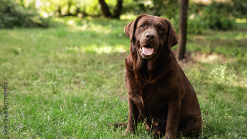 Fototapeta Naklejka Na Ścianę i Meble -  Cute Chocolate Labrador Retriever on green grass in summer park