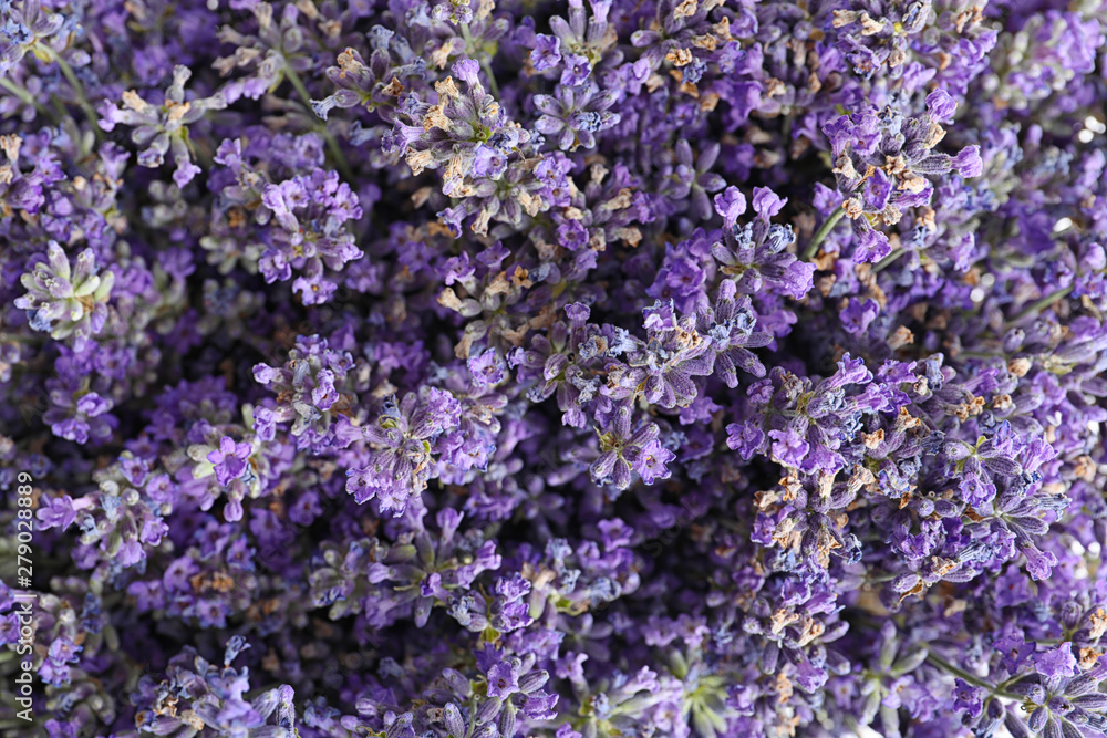 Fresh lavender flowers as background, closeup view Fresh lavender flowers as background, closeup view