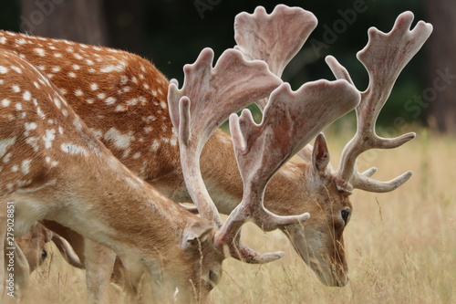2 Deer Eating. Richmond Park