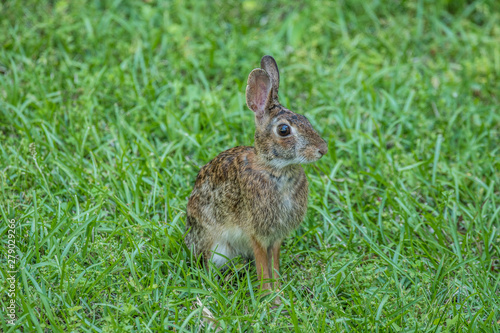 Eastern cottontail rabbit © Sandra Burm