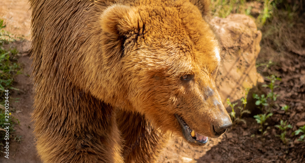 brown bears enjoying their enclosure while they walk and rest brown bears enjoying their enclosure while they walk and rest