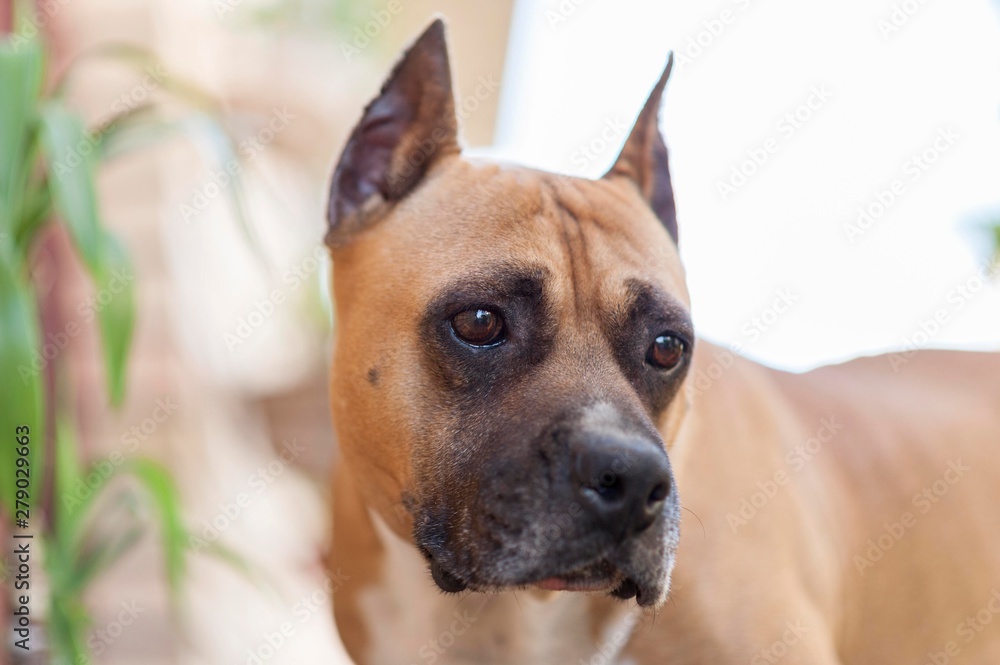 American staffordshire terrier dog head close up. Dog with cropped ears. Amstaff dog isolated.