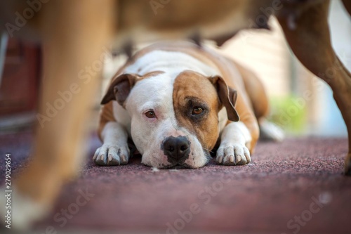 american staffordshire terrier dog lying down