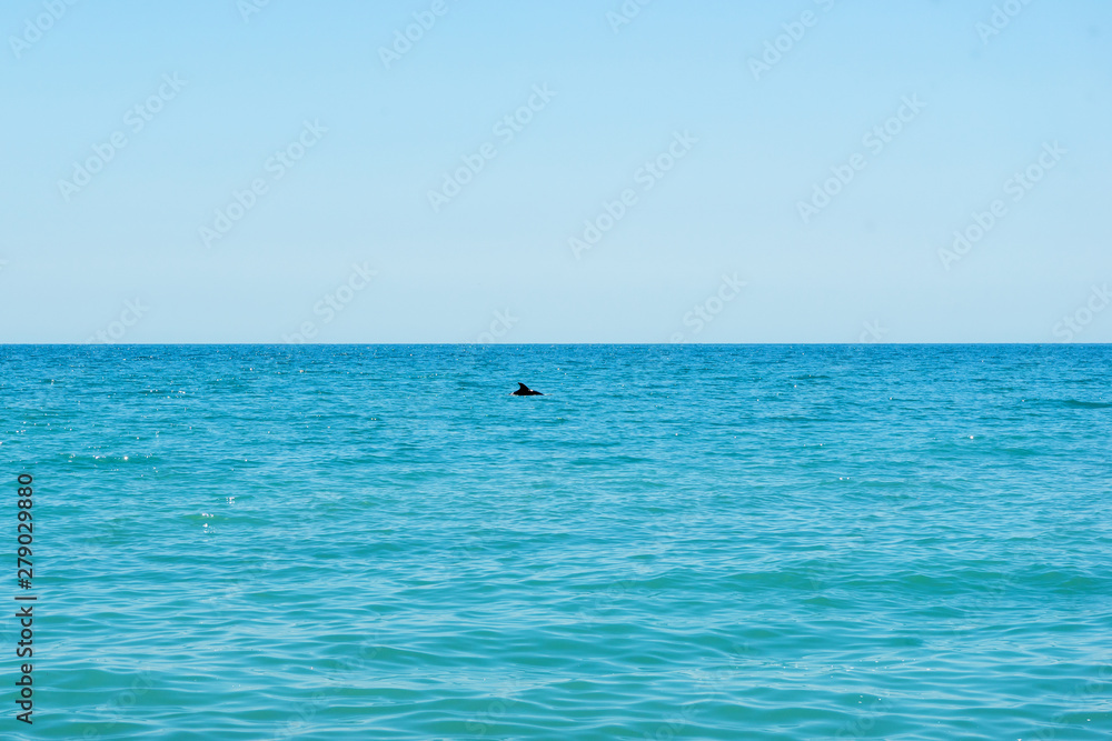 Dolphin, swims under water in the sea, on the surface only fin. An ordinary dolphin swims in the Black Sea. Blue water background. 