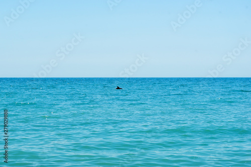 Dolphin  swims under water in the sea  on the surface only fin. An ordinary dolphin swims in the Black Sea. Blue water background. 