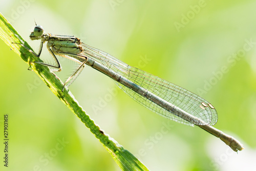 gragonfly damselfly insect