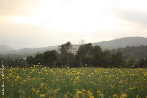 Yellow flowers field with cloudy sky