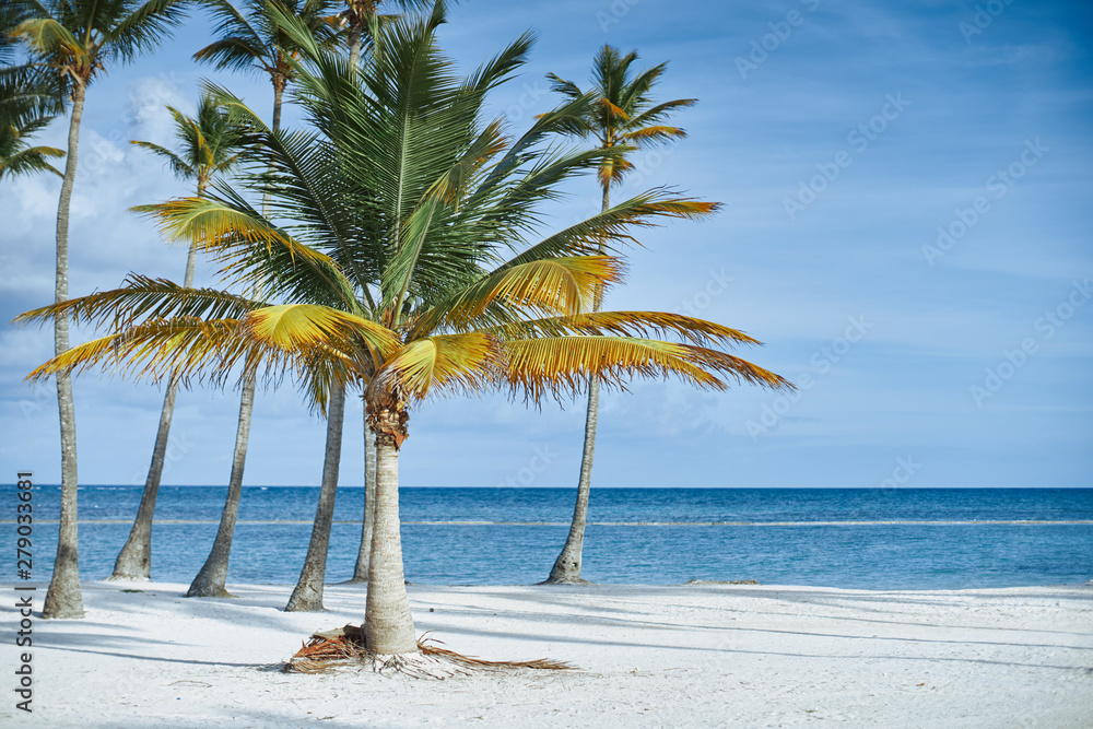 Obraz premium palm tree on the beach