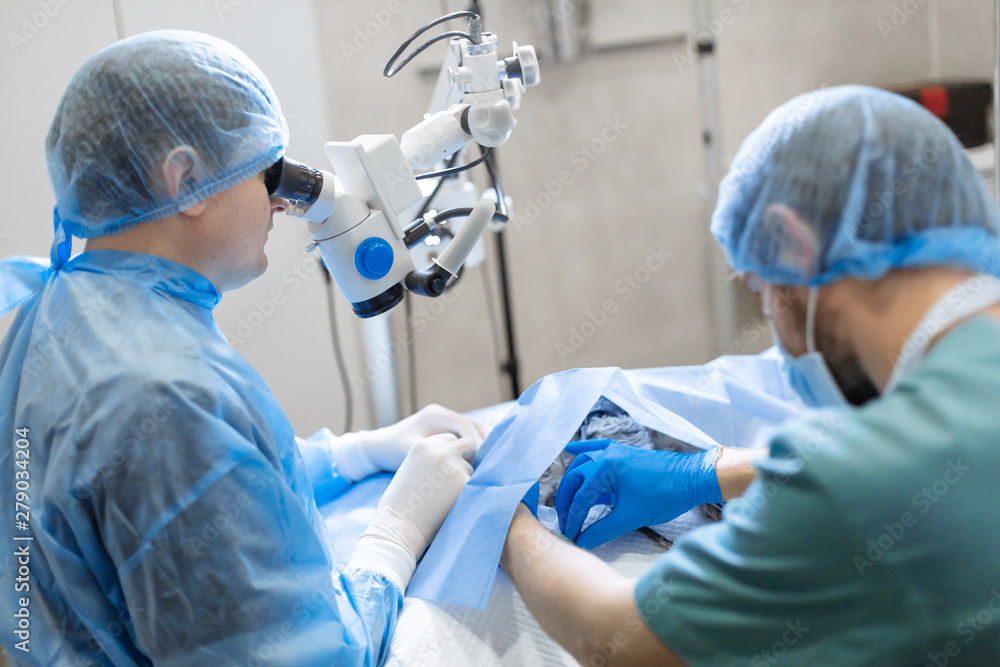 A professional ophthalmologist performs eye surgery with a microscope. The anesthesiologist controls the anesthesia and the condition of the dog during the operation. Endoscopic eye surgery. medical A professional ophthalmologist performs eye surgery with a microscope. The anesthesiologist controls the anesthesia and the condition of the dog during the operation. Endoscopic eye surgery. medical