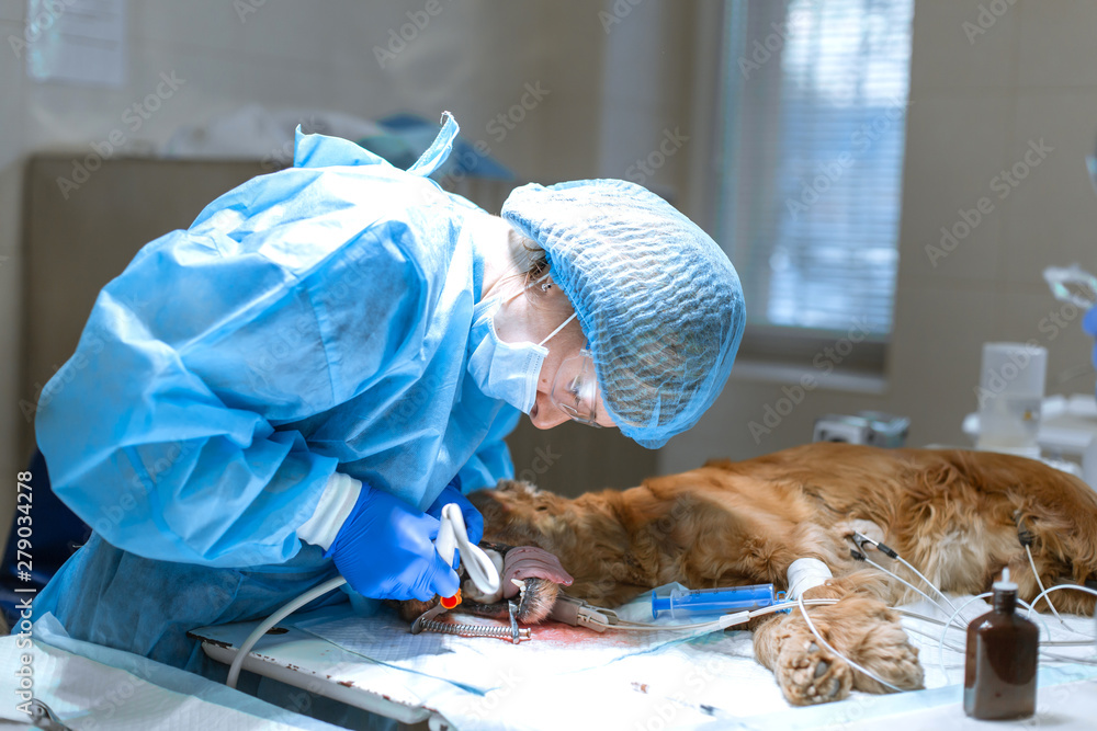 Veterinary dentistry. Dentist surgeon veterinarian cleans and treats a dog's teeth under