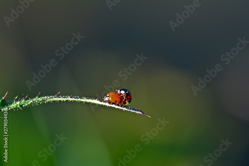 Two ladybugs mating in nature with copy space