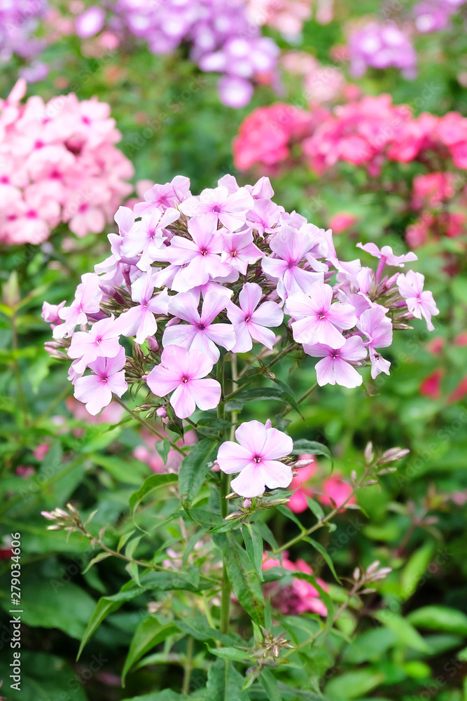 Flowerbed with colorful phlox in the summer in the park. Flowerbed with colorful phlox in the summer in the park.