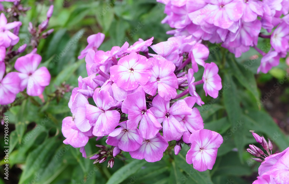 Violet-pink phlox blooming on a bed in the summer in the park.