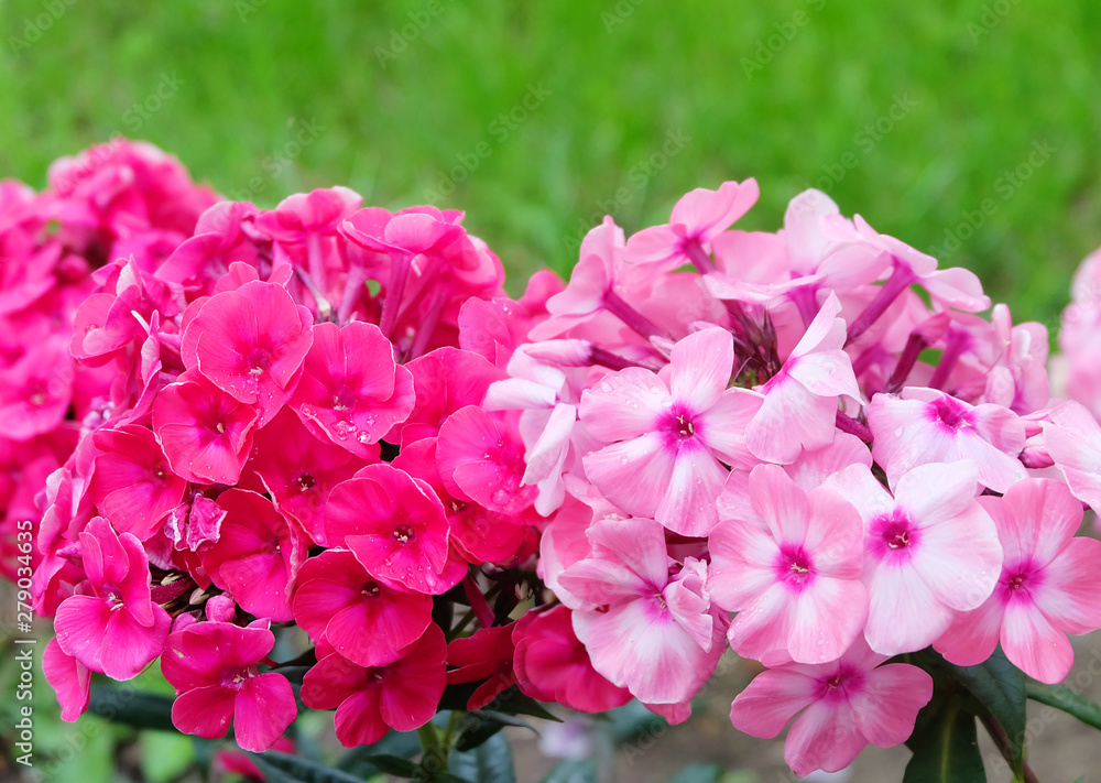 Lush inflorescences of phloxes of bright pink and delicate pink color on a flower bed in the summer garden, macro photography.