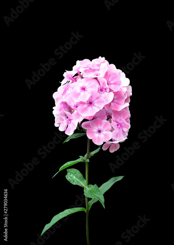 Blooming phlox delicate pink color on a black background  isolated