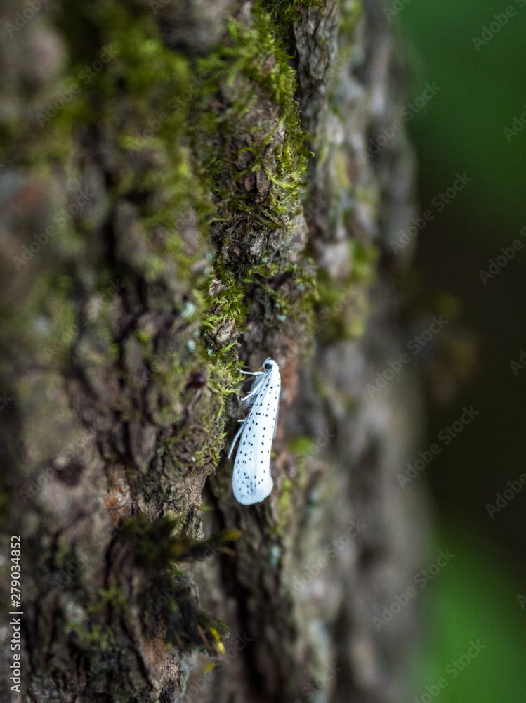 Ermine moth on the bark of a tree. Ermine moth on the bark of a tree.