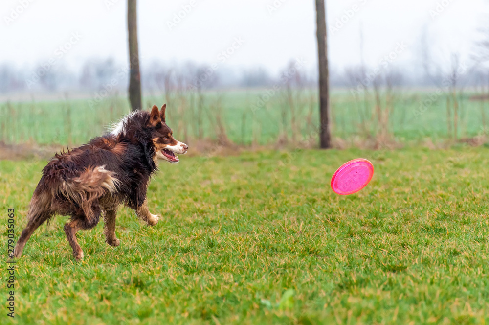 A border collie dog playing with a frisbee - obrazy, fototapety, plakaty 
