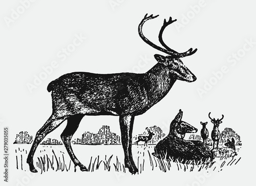 Herd of endangered eld's deers or thamins panolia eldii standing and lying in a landscape. Illustration after a historical engraving from the early 20th century