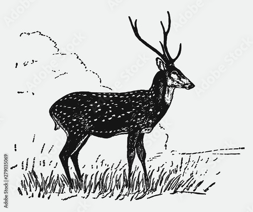 Chital axis deer stag standing in a landscape. Illustration after a historical engraving from the early 20th century
